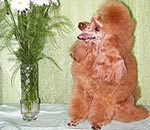 Очарование Александрит